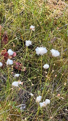 Eriophorum virginicum