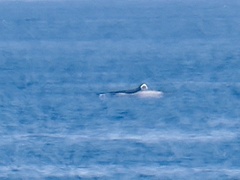 Megaptera novaeangliae