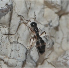 Camponotus
