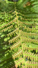 Athyrium angustum