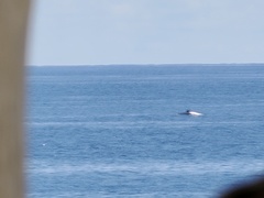 Megaptera novaeangliae