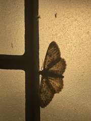 Anavitrinella pampinaria