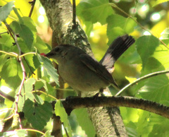 Dumetella carolinensis
