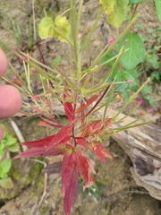 Epilobium coloratum