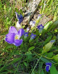 Gentianopsis thermalis