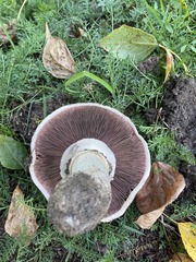 Agaricus campestris