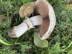 Agaricus campestris