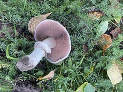 Agaricus campestris