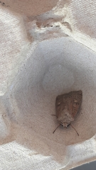 Xestia xanthographa