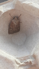 Xestia xanthographa