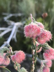Erica cerinthoides