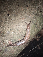 Deroceras reticulatum