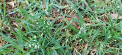Poa annua