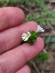 Euphrasia stricta