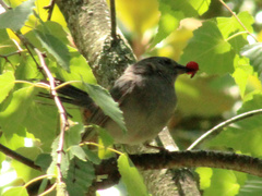 Dumetella carolinensis