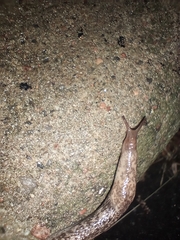 Deroceras reticulatum