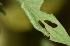 Trichoplusia ni