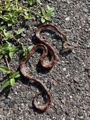 Pantherophis guttatus