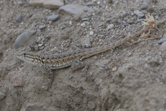 Uta stansburiana elegans