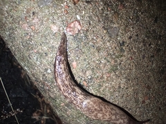 Deroceras reticulatum