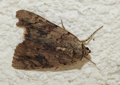 Catocala electa