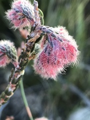 Erica cerinthoides