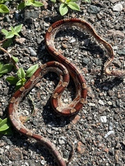 Pantherophis guttatus