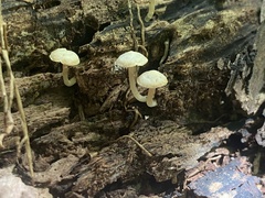 Simocybe centunculus