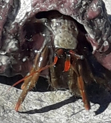 Clibanarius erythropus