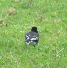 Motacilla alba yarrellii