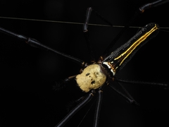 Nephila pilipes