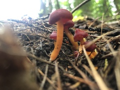 Hygrocybe punicea
