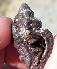 Clibanarius erythropus