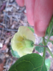 Physalis walteri
