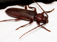 Arhopalus rusticus obsoletus