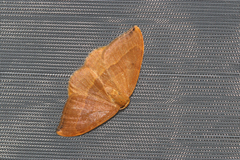 Watsonalla cultraria
