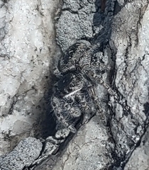 Phidippus purpuratus