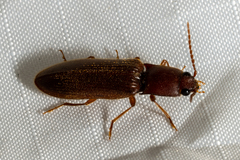 Athous cucullatus