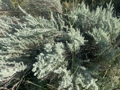 Krascheninnikovia lanata