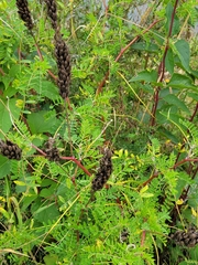 Amorpha fruticosa