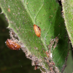 Coccidae