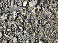 Cicindela