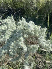 Krascheninnikovia lanata