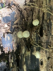 Simocybe centunculus