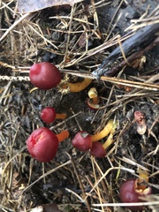 Hygrocybe punicea