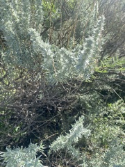 Krascheninnikovia lanata