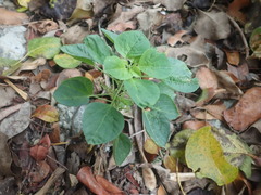Acalypha indica