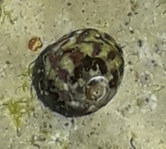 Steromphala umbilicalis