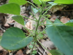 Acalypha indica