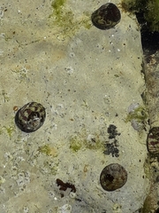 Steromphala umbilicalis